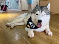 -Husky Go! 哈士奇体验馆·宠物咖啡厅狗咖