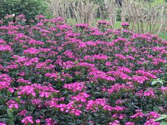 -广西壮族自治区药用植物园