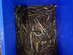 -老地方海鲜餐厅