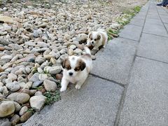 -丹东市五龙山风景区