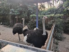 -广州长隆飞鸟乐园