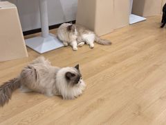 -有喵·猫咖·狗咖·30几只猫10只小狗(岗厦店)