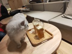 -猫腻·猫咖·撸猫馆(星光大道店)