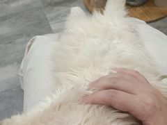 -楼上猫咖(罗湖店)
