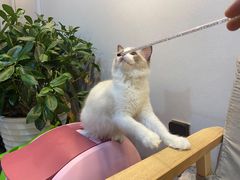 -猫十亿·布偶金渐层·曼基康矮脚猫舍(青年路店)
