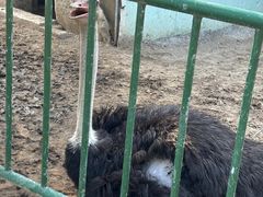 -五龙山野生动物王国