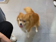 -芭比堂动物医院·心脏科·老年急重症·夜诊·吉雅分院