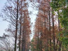 -上海长兴岛郊野公园