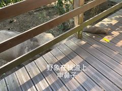 -野象谷景区