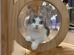 -COLOR PETS 撸猫馆·购猫·猫咖(长风大悦城店)