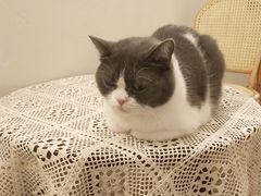 -猫友咖啡店(玉林西路店)