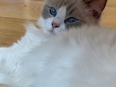 -猫咪派对(江南西店)