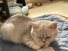 -乐琪宠物医院·犬猫专科·骨外科·急重症