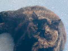 -伟伟宠物医院·瑞派猫友好医院·猫科(光谷店)