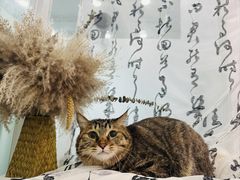 -爱洗澡的猫(望京店)