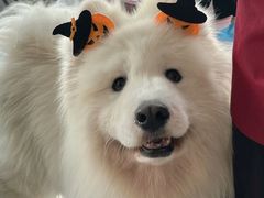 -星多哈·狗咖·拼豆·咖啡