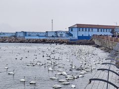 -烟墩角天鹅湖