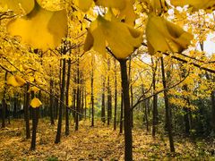 -昆山城市生态森林公园