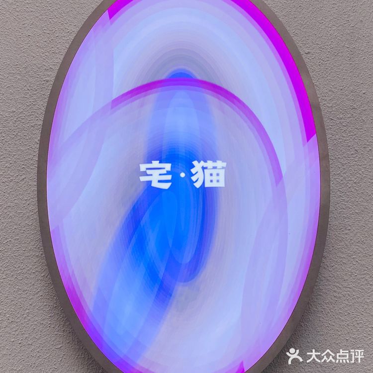 上海撸猫|这家猫咖也太解压了