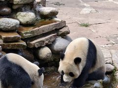 -中国大熊猫保护研究中心雅安碧峰峡基地