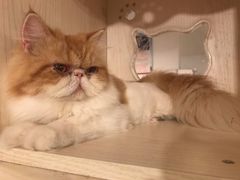 -Cappucimeow猫咪咖啡馆(韦伯时代店)