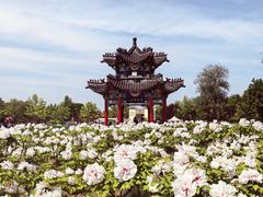 -曹州牡丹园