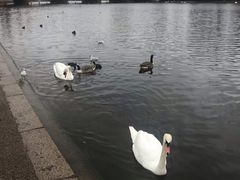 -海德公园