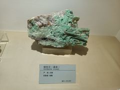-河南自然博物馆
