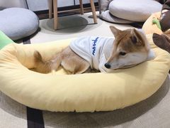 -逗柴咖啡屋·狗咖猫咖宠物桌游