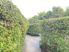 -大屏嶂森林公园
