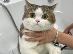-爱洗澡的猫(天河路店)