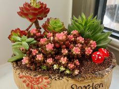 -花鸟鱼虫鲜花绿植市场(玉泉路店)