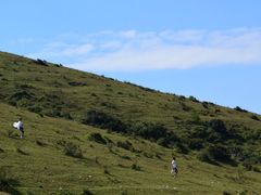 -大姆山草场