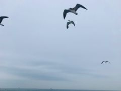-海驴岛(荣成市)