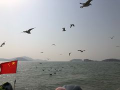 -长岛万鸟岛