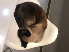 -飞行喵MR PILOT|猫舍·猫咖(静安大融城店)
