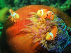 -瑞普利水族馆
