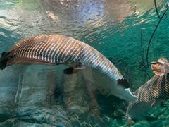 -上海海洋水族馆