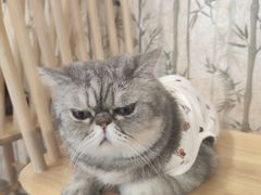 -楼上猫咖(罗湖店)