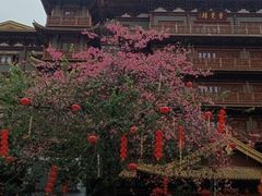 -越秀西湖花市(广州城市广场花卉店)