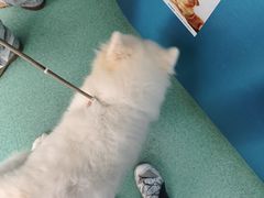 -东方动物医院·宠保定点·骨科·转诊中心(春城路·昆明站分院)