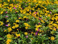 -黄山鲁森林公园