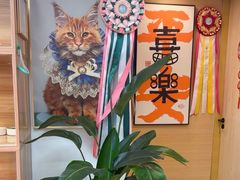 -猫十亿·布偶金渐层·曼基康矮脚猫舍(青年路店)