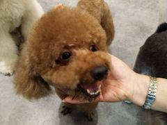 -小尾巴宠物店(万科·金域华庭店)