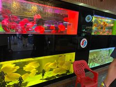 -中环花鸟鱼虫市场