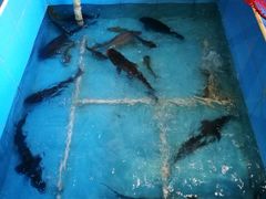 鸭绿江冷水鱼-金明姬铁锅炖(东坝店)