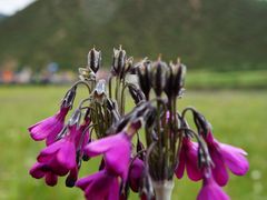 -迪庆藏族自治州博物馆