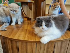 -飞行喵MR PILOT|猫舍·猫咖(静安大融城店)