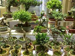 -万商花鸟市场
