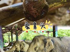 -上海野生动物园